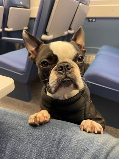 dog on a lumo train