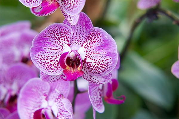 purple orchids