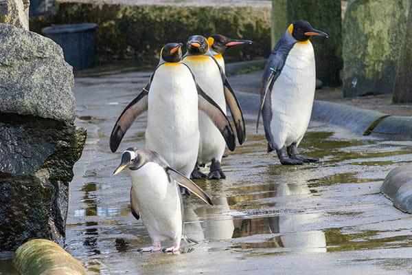 penguins at Edinburgh zoo