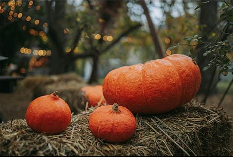 three orange pumpkins